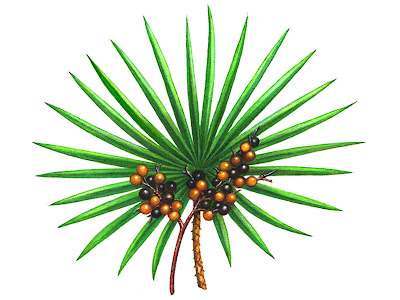 Saw palmetto's effectiveness at treating hair loss